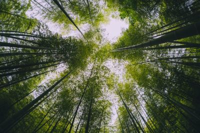 The view up on trees from the ground as a symbol for perspective change in coaching
